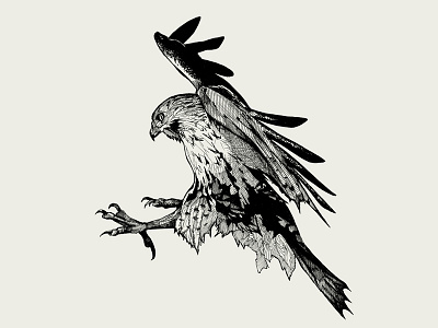 Falcon. Ink illustration. sketch