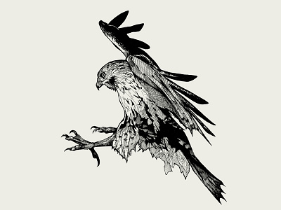 Falcon. Ink illustration.