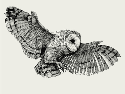 Owl. Ink illustration. sketch