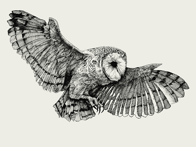 Owl. Ink illustration.