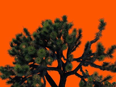 Joshua Tree x Sunset