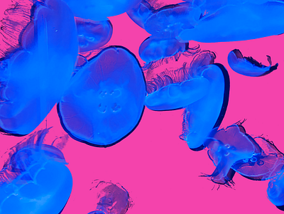 Jellyfish photography pop art