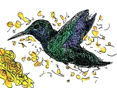 Hummingbird illustration
