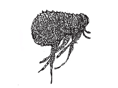 Flea art bug fresh hip illustration insect