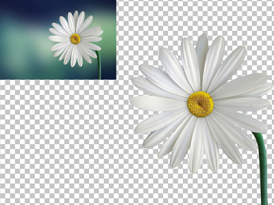 Flower background removal clipping path cut out photoshop remove background transparent backgroung white background