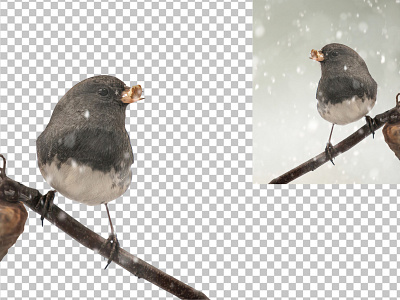 Magpie background removal clipping path cut out photoshop remove background transparent background white background