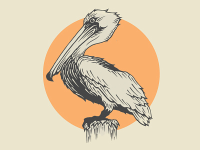 Conrad The Pelican branding coffee florida illustration pelican