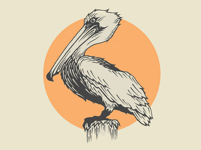 Conrad The Pelican