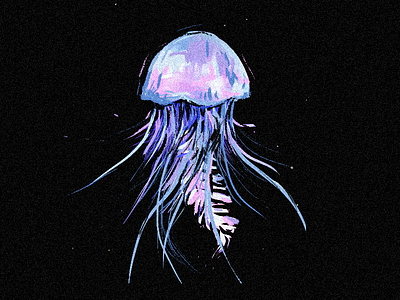 Jellyfish illustration jellyfish