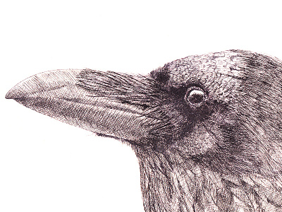 Raven illustration ink pen raven
