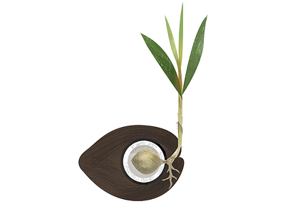 Coconut biology coconut edtech education frame animation plant
