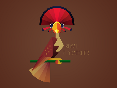 Royal Flycatcher
