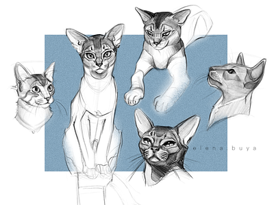 Cats sketch cat illustration sketch