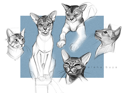 Cats sketch