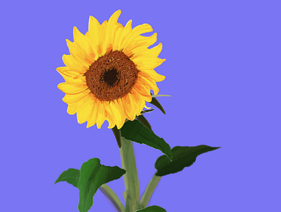 Sunflower! art cartoon flower design flower art flowers game hope positivity procreate art sun sunflower yellow