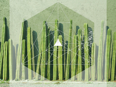 Cactus cactus geometric