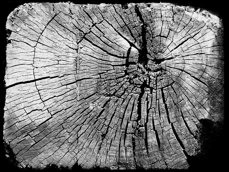 Wood End Cut bw contrast texture wood