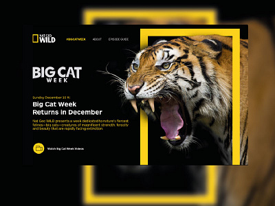 Nat Geo Wild Big Cat Week - Landing Page design web national geographic new web trend oversize web design tiger user inteface web web design web ui