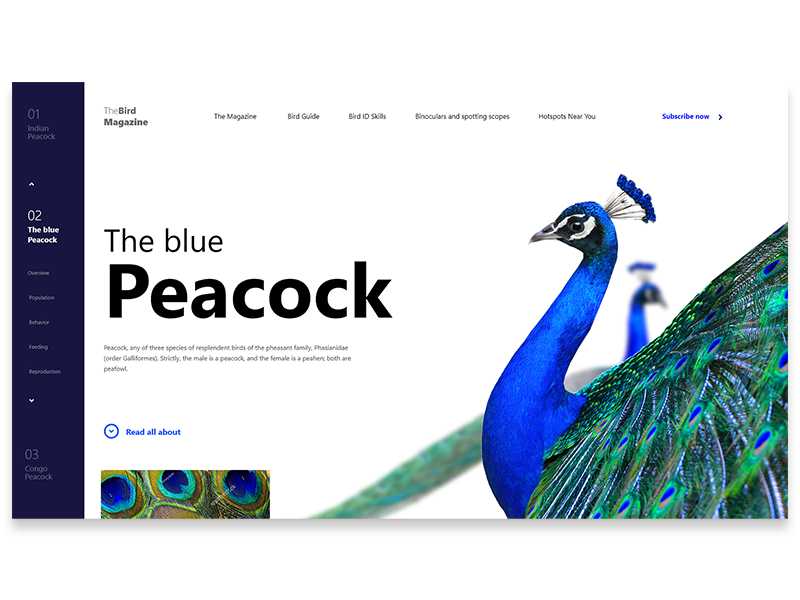Web Ui Exercise / Peacock / Bird Magazine 2018 trends web design user interface design ux design ui design birds paecock web ui