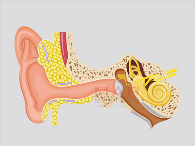 Medical Anatomy Illustration