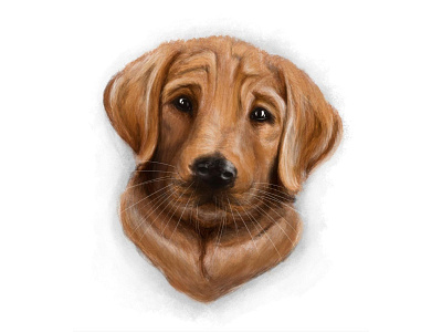 Jax digital drawing digital illustration dog drawing fundrawing good boy illustration ipad ipad pro procreate pup puppy