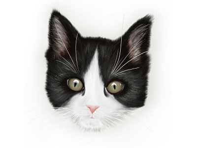 Blooper cat digital drawing digital illustration drawing illustration ipad ipad pro kitten procreate purr