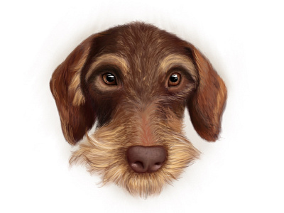 Cody dachshund digital digital drawing doe drawing illustration portet procreate