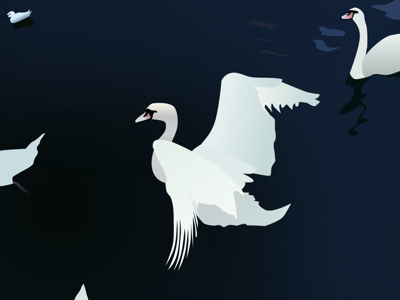 Swan Lake realism illustration wings lake swan