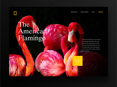 National Geographic Website Redesign concept website website design