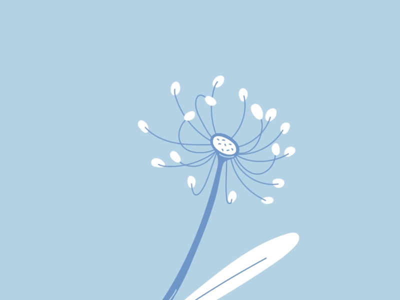Dandelion 2d after effect animation dandelion fly away graphic design hypoallergenic illustration motion graphics petal vector wind