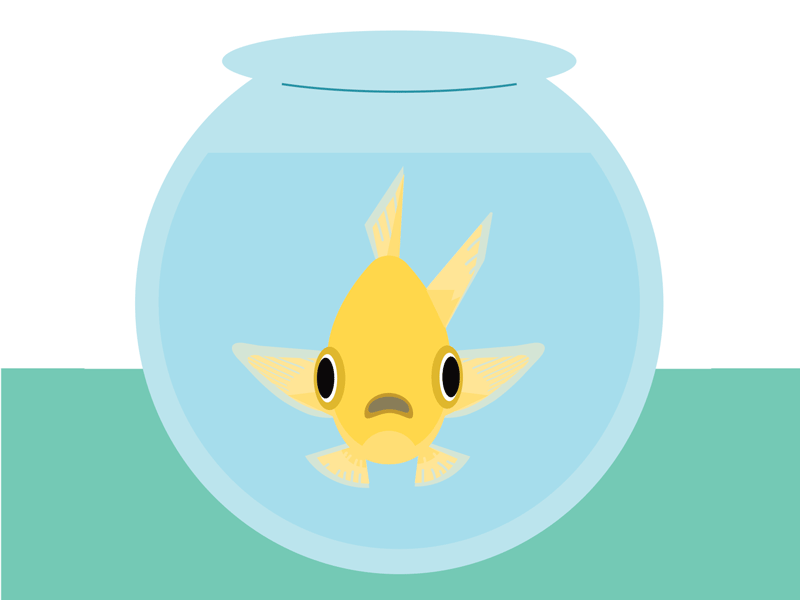 Goldfish animation design first shot gif illustration