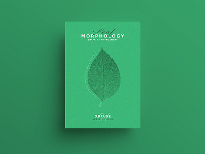 Leaf Morphology design designer freelance graphicdesign illustration illustrator leaf leaves poster