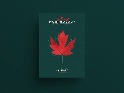 Leaf Morphology design designer freelance graphicdesign illustration illustrator leaf leaves poster