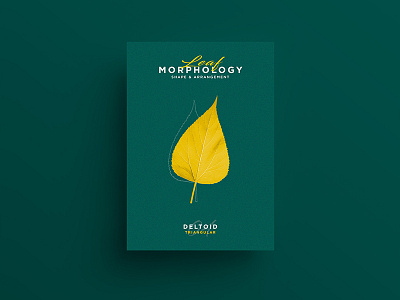 Leaf Morphology design designer freelance graphicdesign illustration illustrator leaf leaves poster