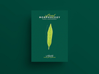 Leaf Morphology design designer freelance graphicdesign illustration illustrator leaf leaves poster