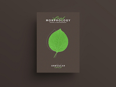 Leaf Morphology design designer freelance graphicdesign illustration illustrator leaf leaves poster