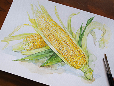 Corn watercolor corn illustration watercolor yellow