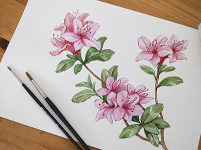 Azalea illustration azalea flower illustration pink watercolor