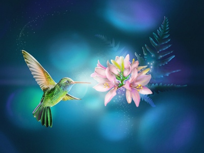 Bright Choice bird bright choice colibry flower