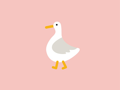 White Duck animal duck farm white