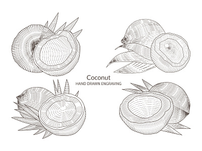 Coconut hand drawn branding coconut design engraving graphic design hand drawn illustration vector