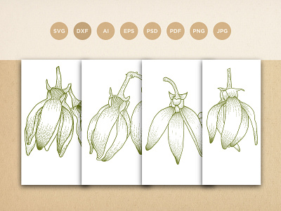 Ylang Ylang flower engraving style