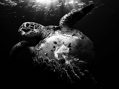 Photomontage of a turtle and ocean pollution communication design digital editorial environnement magazine photomontage phtotoshop poster scicomm science