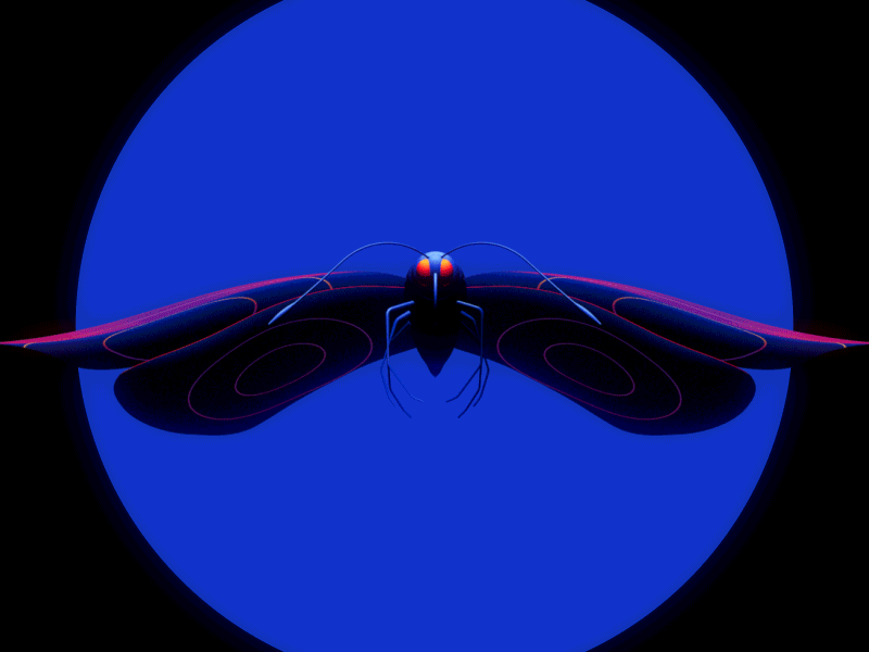 Butterfly at night butterfly c4d dark design insects night