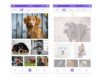 'Pull to refresh' concept for animal photo sharing app