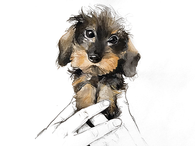 Teckel cute dachshund dog illustration pencil pup teckel watercolor