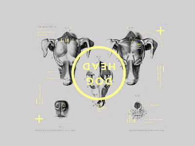 Anatomy ++ anatomy design graphic illustration infographic typography