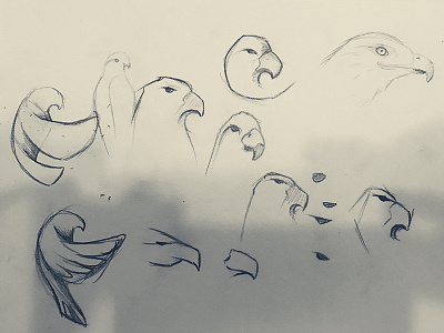 Wednesday evening sketches bird falcon sketch