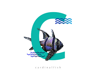 C for Cardinalfish 36daysoftype 36daysoftype04 c cardinalfish day3 fishfont typeface typefish