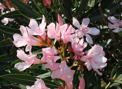 Flores fotografía